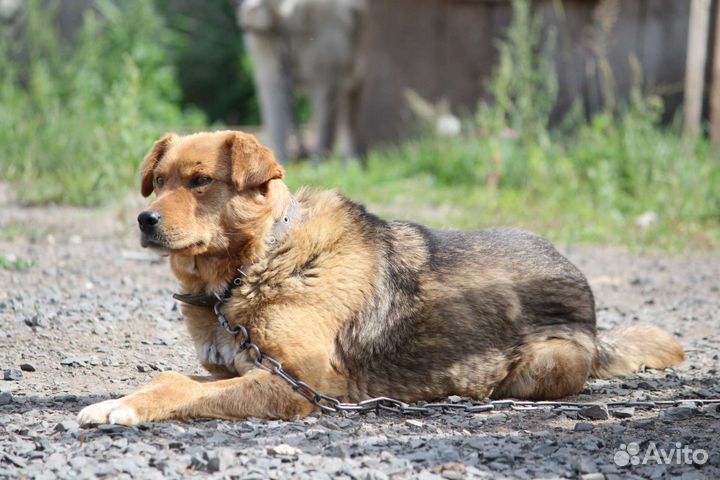 Баба Зоя