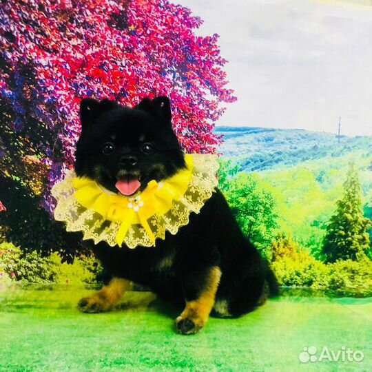 Стрижка собак и кошек