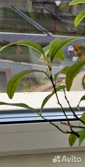 Мандариновое дерево