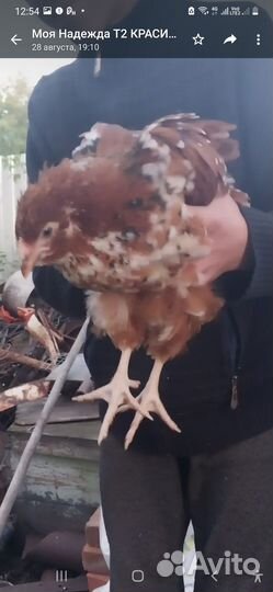 Куры несушки