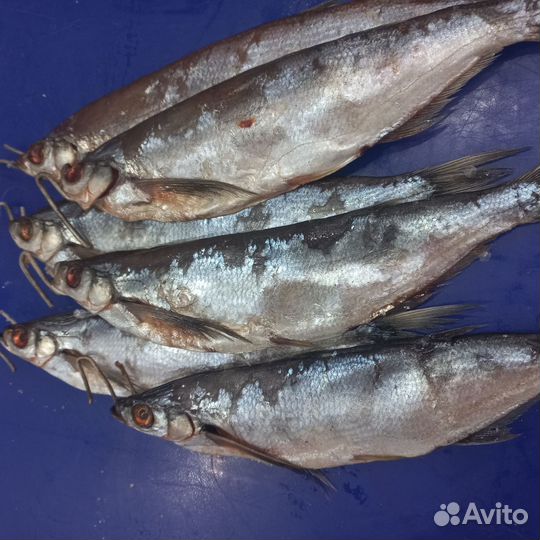 Продается вяленная чехонь