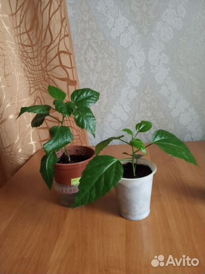 Гибискус китайская роза