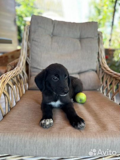 Малыш в добрые руки