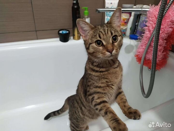 Кошка в добрые руки