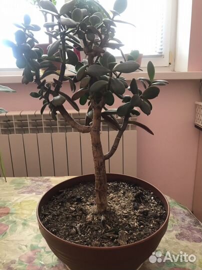 Денежное дерево. Толстянка