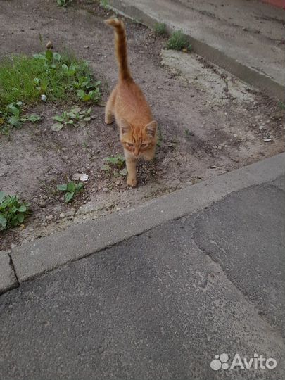 Котик в добрые руки