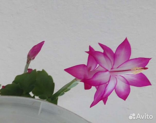 Шлюмбергера