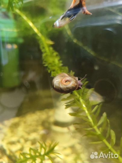 Улитки аквариумные