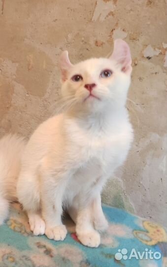 Американский кёрл котенок