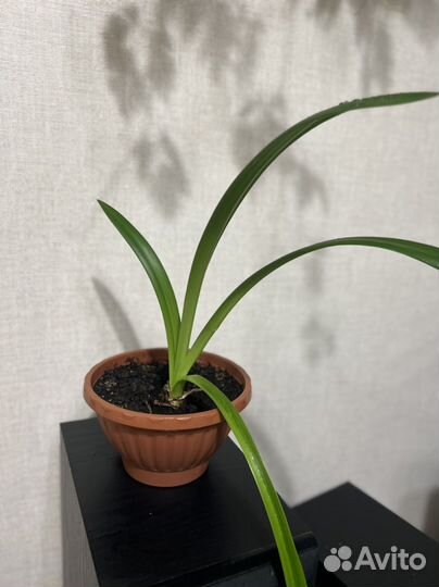 Гипераструм