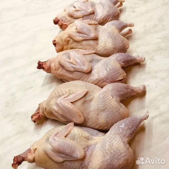 Инкубационное яйцо перепелов Белый гигант