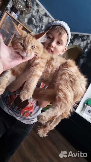 Котята мейн кун