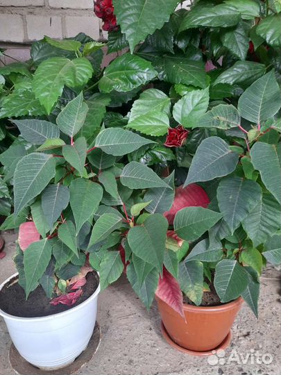 Комнатные цветы