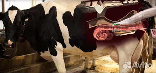 Искусственное осеменение коров