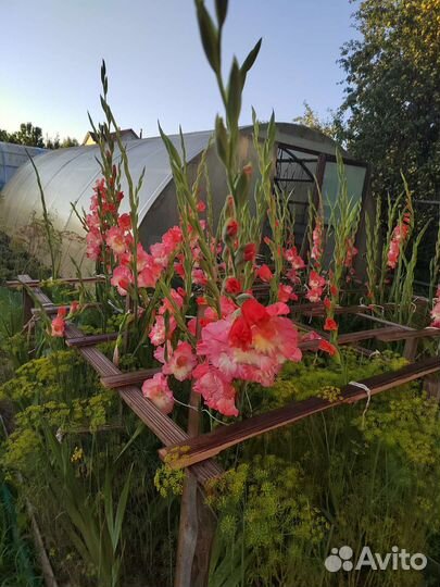 Гладиолусы