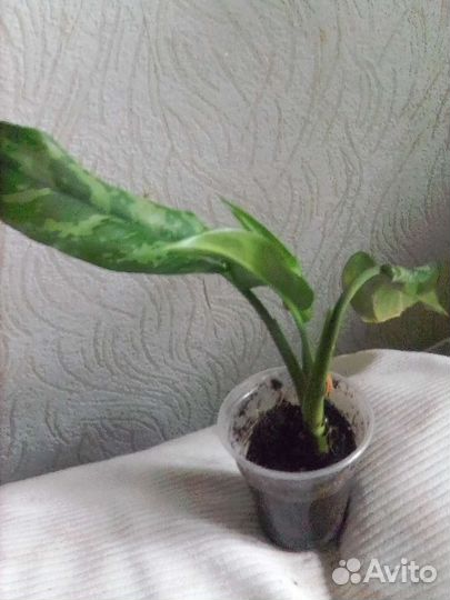 Аглаонема, сцинданпус серебристый