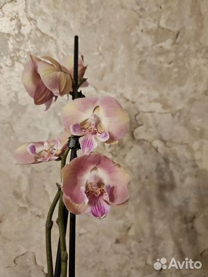 Орхидея биг лип