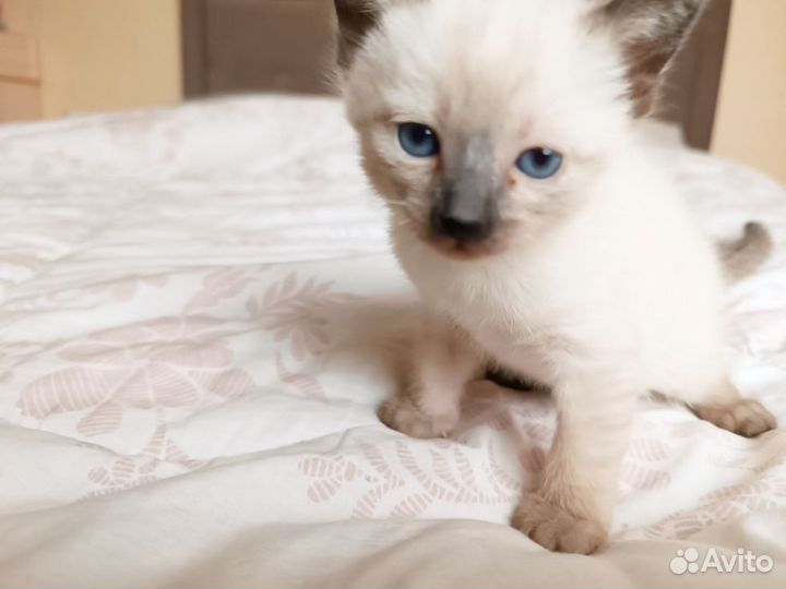 Тайские котята