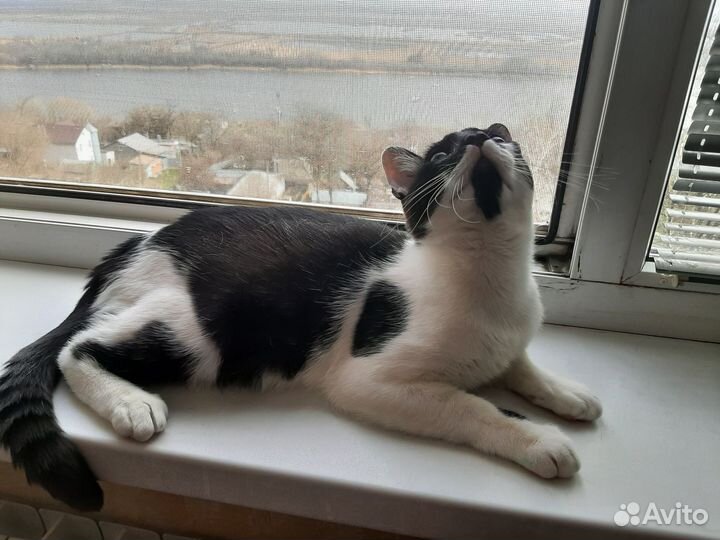 Ласковый котенок в добрые руки