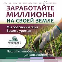 Готовый бизнес: выращивание чеснока. Франшиза, Переяславка