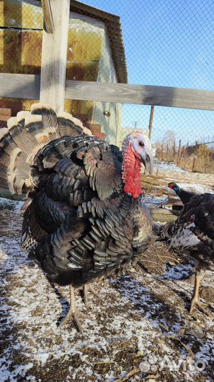 Индюки северокавказкие бронзовые