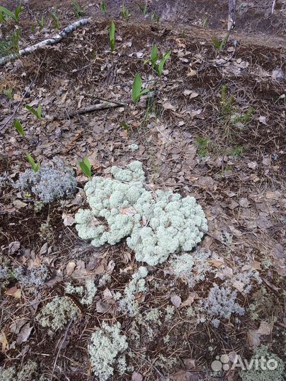 Мох Ягель живой