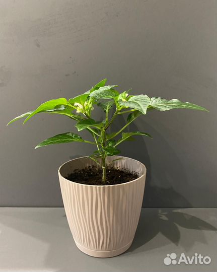 Перец острый