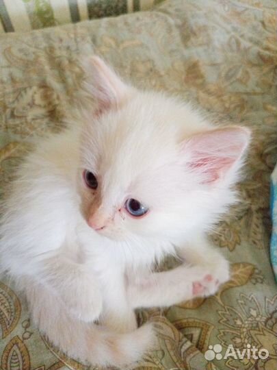 Кот и кошка