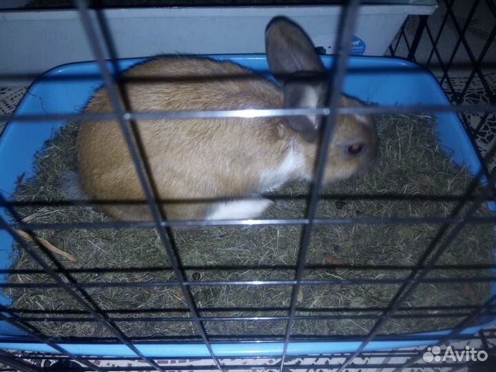 Кролик с доставкой