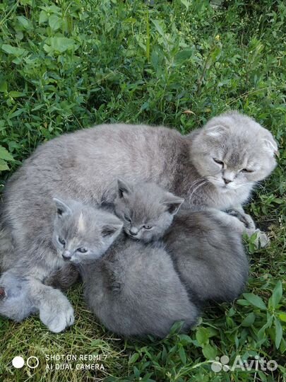 Отдам подарю бесплатно