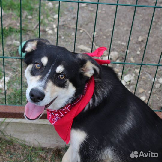 Метис Хаски Ванесса ищет дом