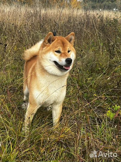 Сиба ину кобель вязка