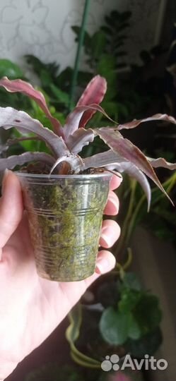 Криптантус Ред Стар