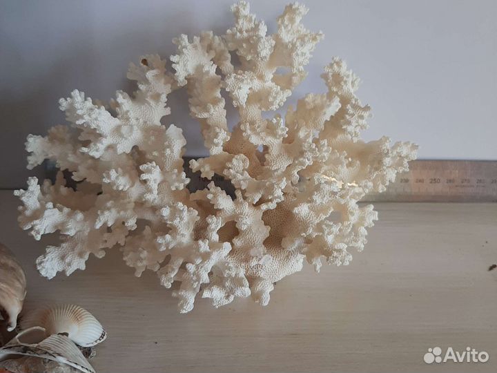 Натуральный коралл