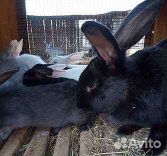 Кролики великаны,цена за голову