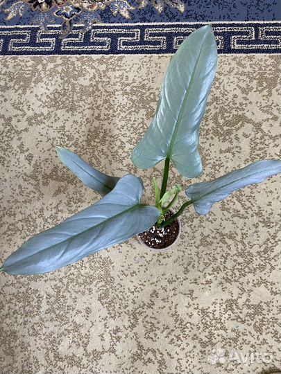 Филодендроны 2