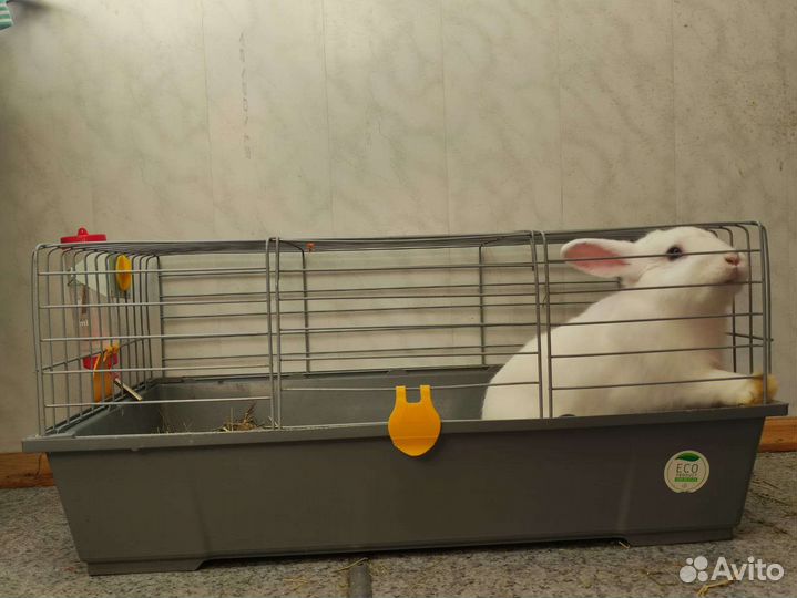 Декоративные кролики с клеткой