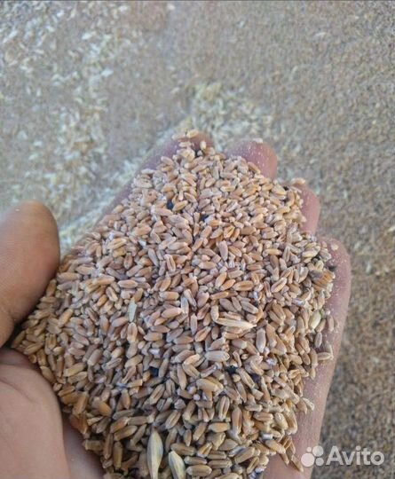 Кормовая пшеница, Гречиха корма
