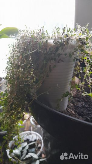 Солейролия