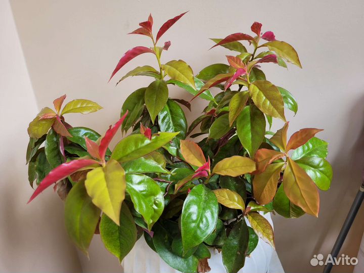 Переския и шефлера