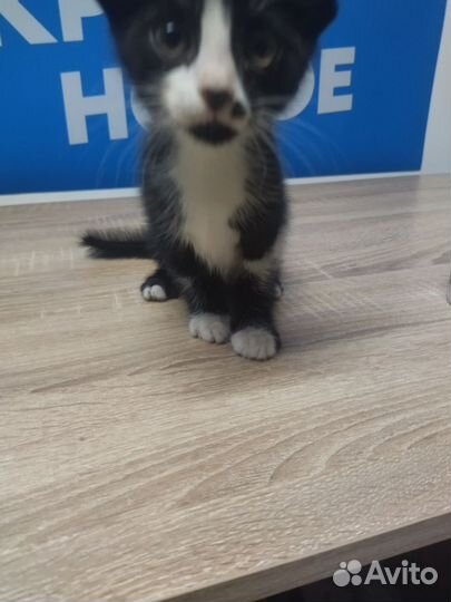 Брошенный котик