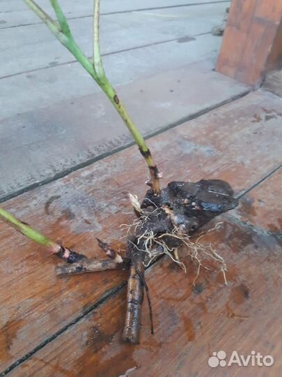 Пион Барцелла.Желтый цвет