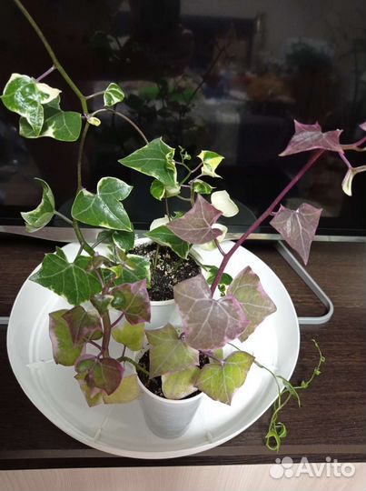 Крестовник крупноязычковый