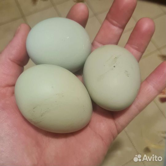 Лакеданзи курочки и петушки