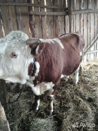 Быки живым весом продать