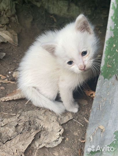 Чисто белый котёнок хочет домой