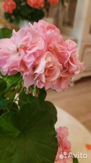 Пеларгония Miss Rose