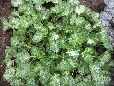 Гейхеры. Хосты