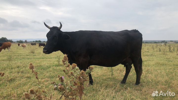 Корова высокоудойная