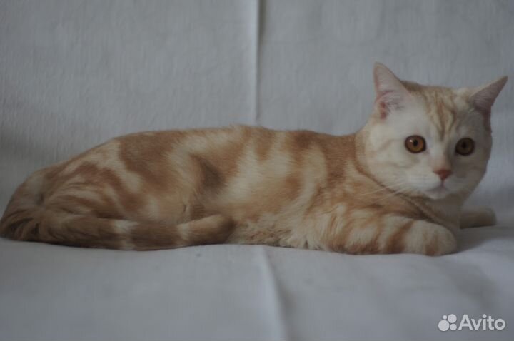 Вязка с британским котом